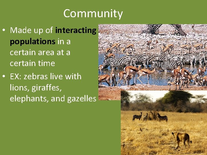 Community • Made up of interacting populations in a certain area at a certain