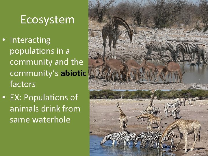 Ecosystem • Interacting populations in a community and the community’s abiotic factors • EX: