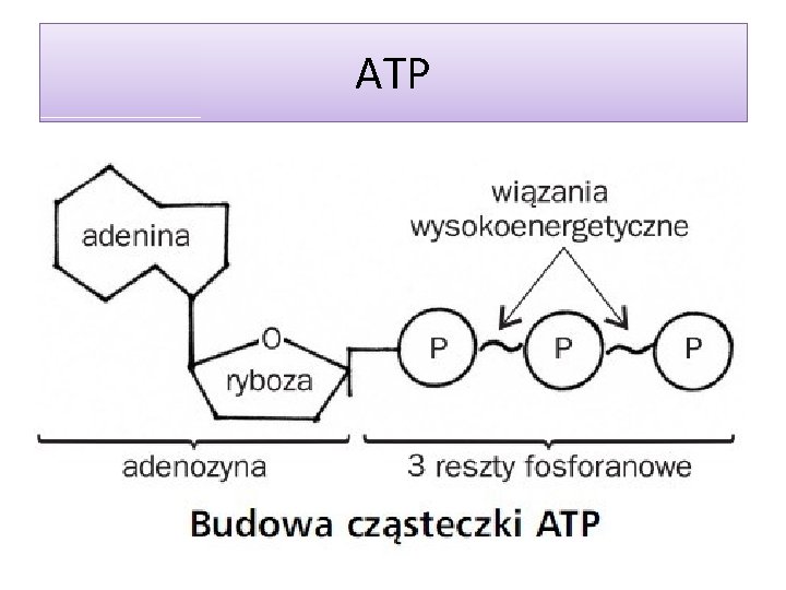 ATP 