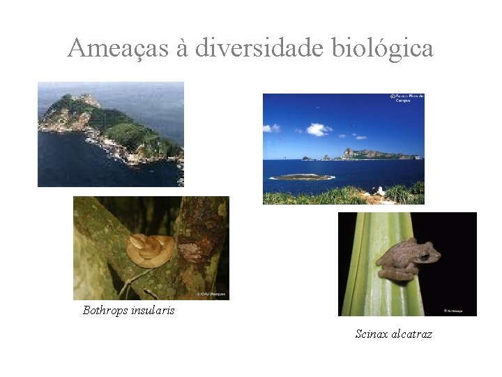 Ameaças à diversidade biológica Bothrops insularis Scinax alcatraz 