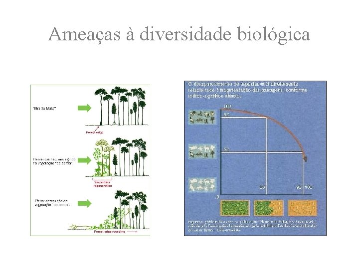 Ameaças à diversidade biológica 