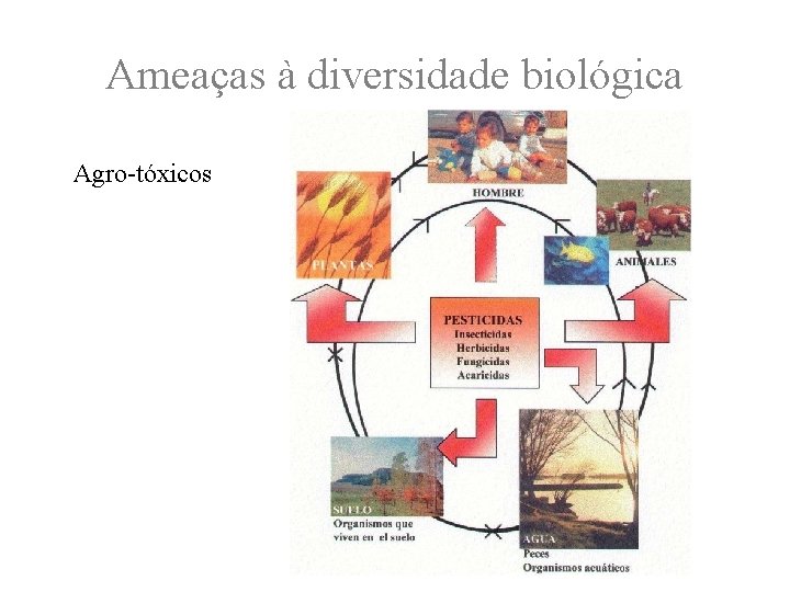 Ameaças à diversidade biológica Agro-tóxicos 