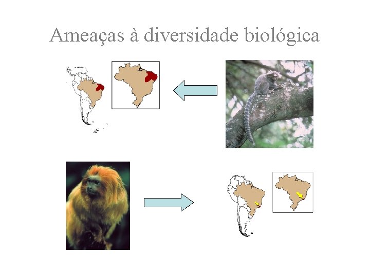 Ameaças à diversidade biológica 