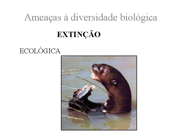 Ameaças à diversidade biológica EXTINÇÃO ECOLÓGICA 