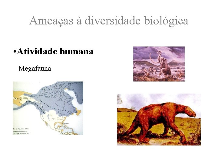 Ameaças à diversidade biológica • Atividade humana Megafauna 