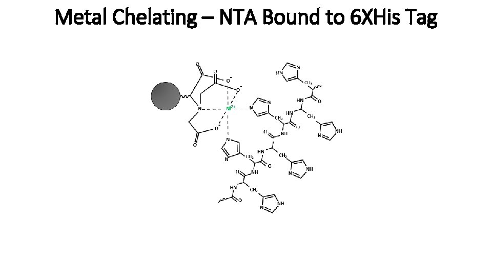 Metal Chelating – NTA Bound to 6 XHis Tag 
