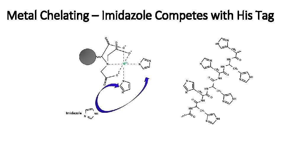 Metal Chelating – Imidazole Competes with His Tag 