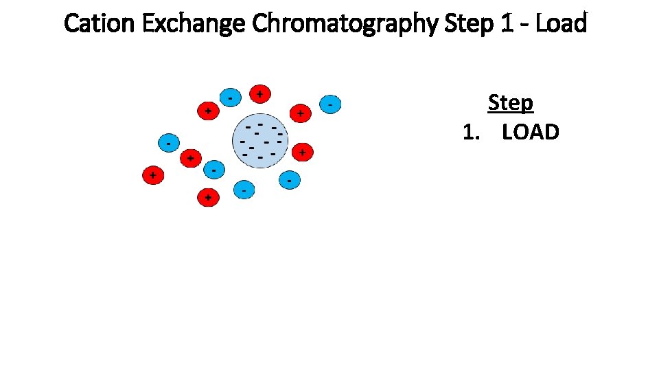 Cation Exchange Chromatography Step 1 - Load Step 1. LOAD 