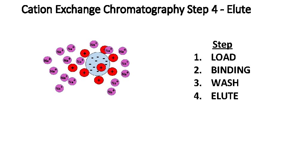 Cation Exchange Chromatography Step 4 - Elute 1. 2. 3. 4. Step LOAD BINDING