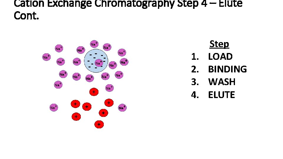 Cation Exchange Chromatography Step 4 – Elute Cont. 1. 2. 3. 4. Step LOAD