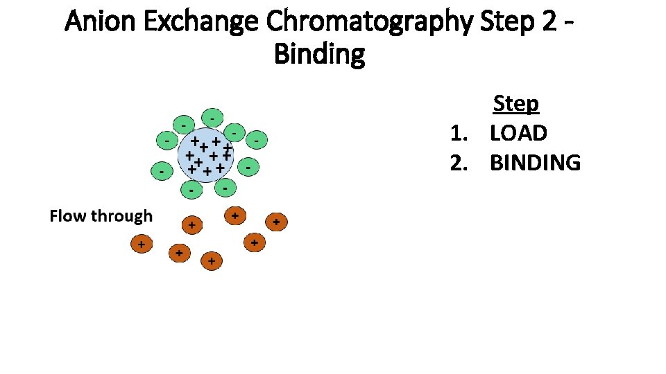 Anion Exchange Chromatography Step 2 Binding Step 1. LOAD 2. BINDING 