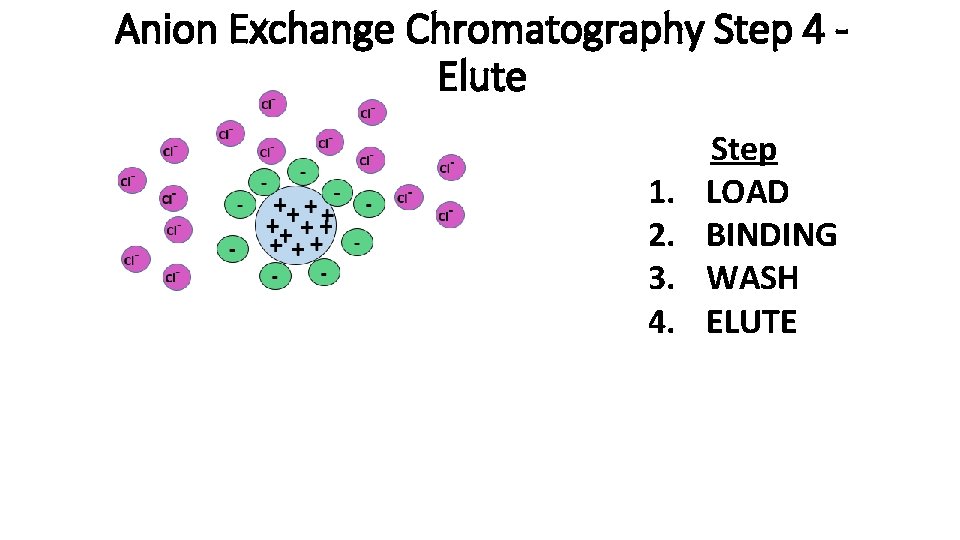 Anion Exchange Chromatography Step 4 Elute 1. 2. 3. 4. Step LOAD BINDING WASH