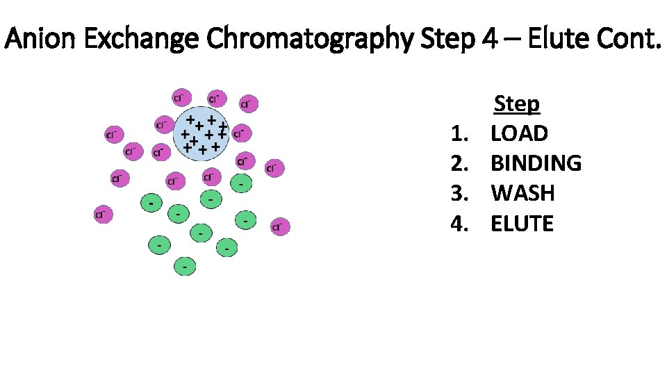 Anion Exchange Chromatography Step 4 – Elute Cont. 1. 2. 3. 4. Step LOAD