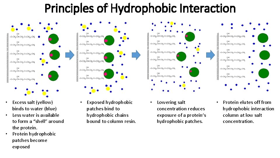 Principles of Hydrophobic Interaction • Excess salt (yellow) binds to water (blue) • Less