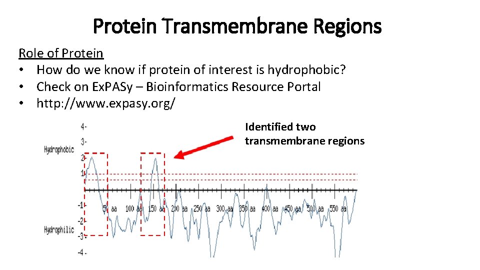 Protein Transmembrane Regions Role of Protein • How do we know if protein of