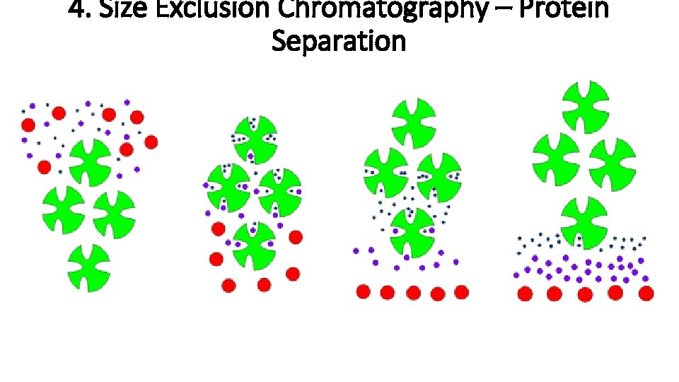 4. Size Exclusion Chromatography – Protein Separation 