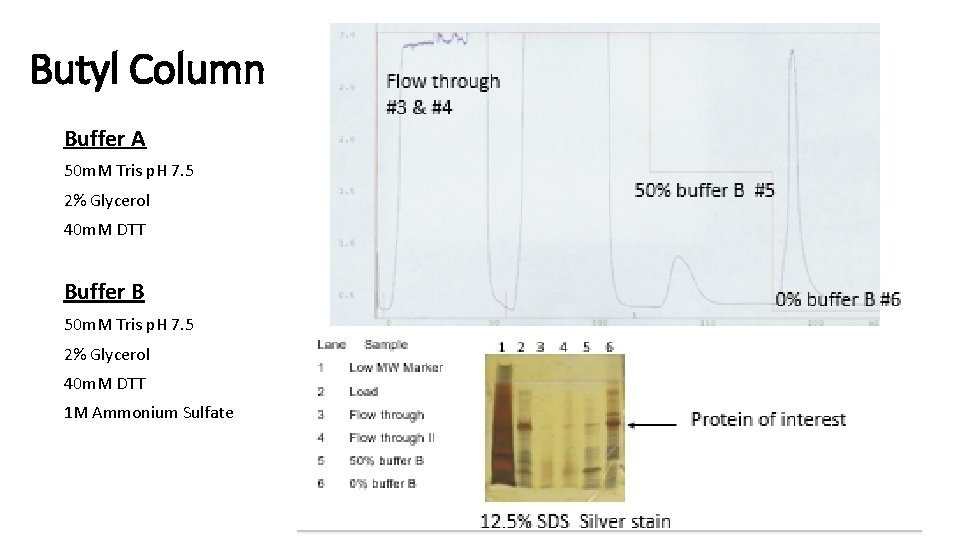 Butyl Column Buffer A 50 m. M Tris p. H 7. 5 2% Glycerol