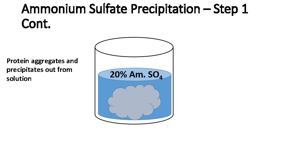 Ammonium Sulfate Precipitation – Step 1 Cont. Protein aggregates and precipitates out from solution