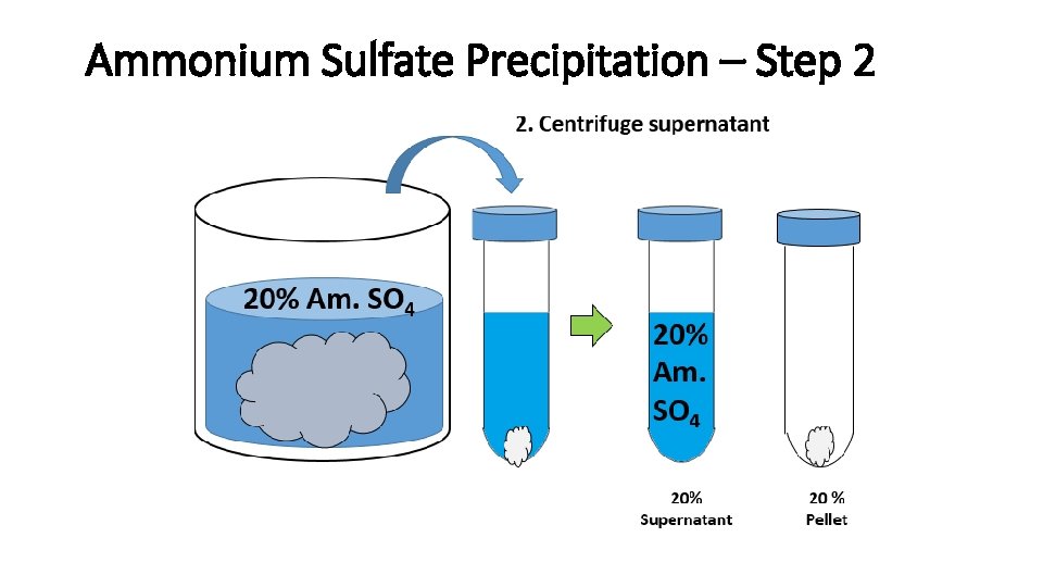Ammonium Sulfate Precipitation – Step 2 