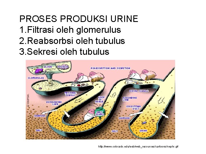 PROSES PRODUKSI URINE 1. Filtrasi oleh glomerulus 2. Reabsorbsi oleh tubulus 3. Sekresi oleh