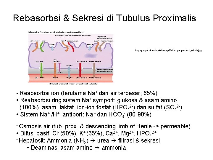 Rebasorbsi & Sekresi di Tubulus Proximalis http: //people. eku. edu/ritchisong/554 images/proximal_tubule. jpg • Reabsorbsi