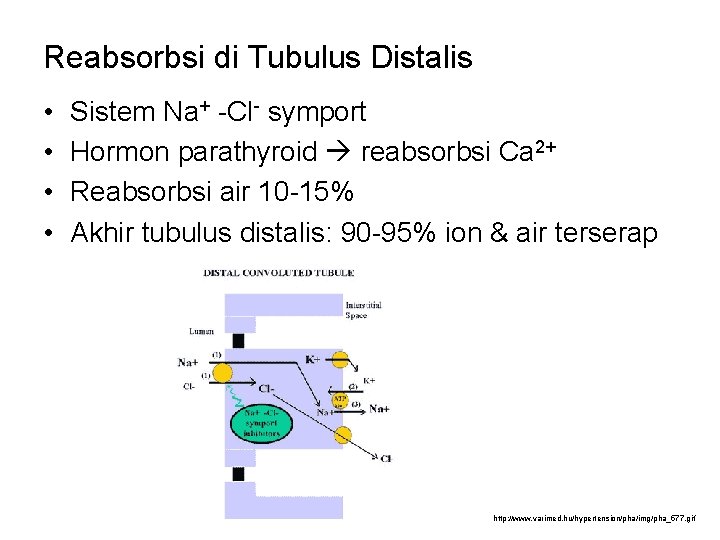 Reabsorbsi di Tubulus Distalis • • Sistem Na+ -Cl- symport Hormon parathyroid reabsorbsi Ca