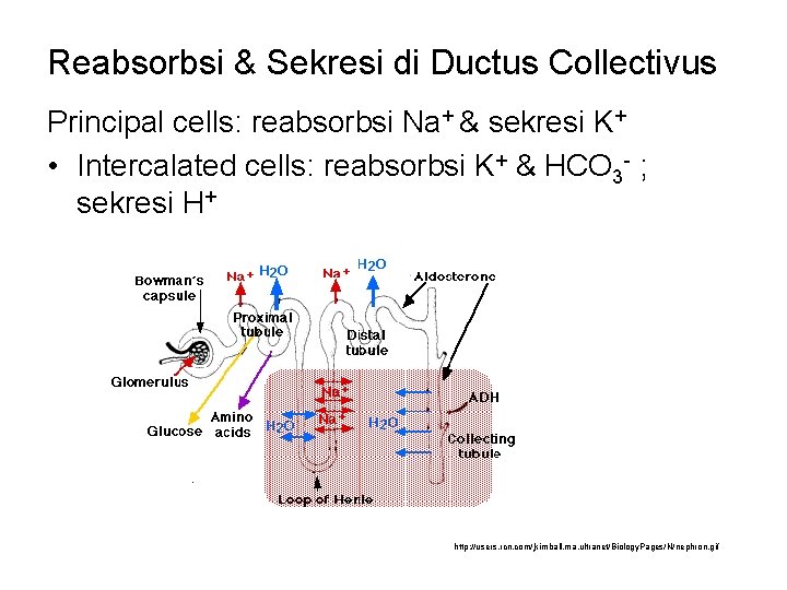 Reabsorbsi & Sekresi di Ductus Collectivus Principal cells: reabsorbsi Na+ & sekresi K+ •