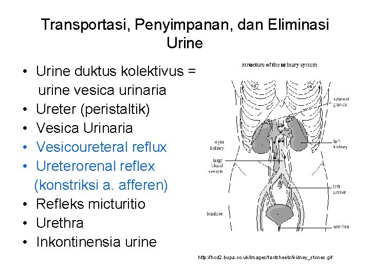 Transportasi, Penyimpanan, dan Eliminasi Urine • Urine duktus kolektivus = urine vesica urinaria •