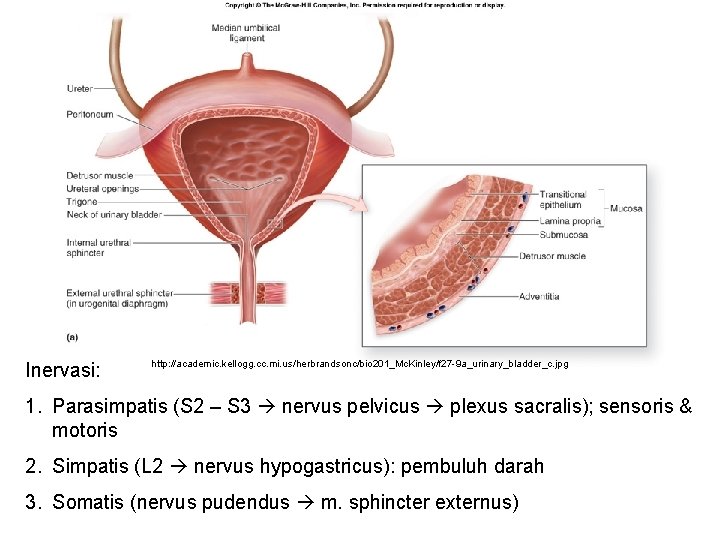 Inervasi: http: //academic. kellogg. cc. mi. us/herbrandsonc/bio 201_Mc. Kinley/f 27 -9 a_urinary_bladder_c. jpg 1.