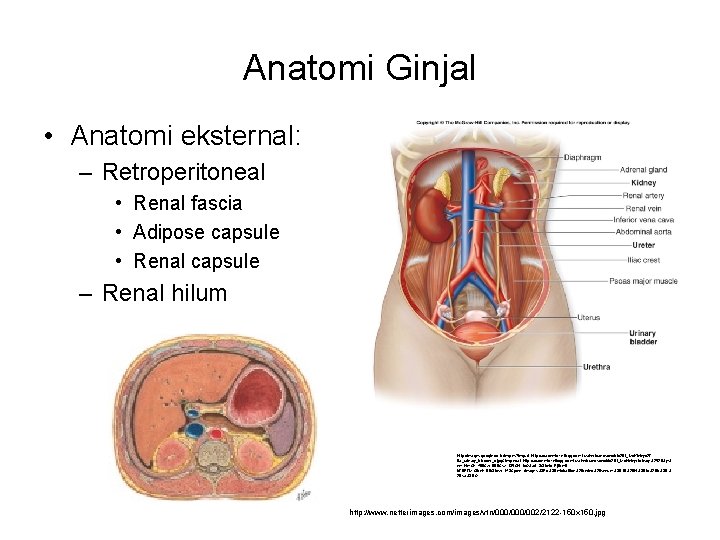 Anatomi Ginjal • Anatomi eksternal: – Retroperitoneal • Renal fascia • Adipose capsule •