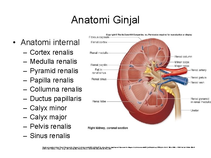 Anatomi Ginjal • Anatomi internal – – – – – Cortex renalis Medulla renalis