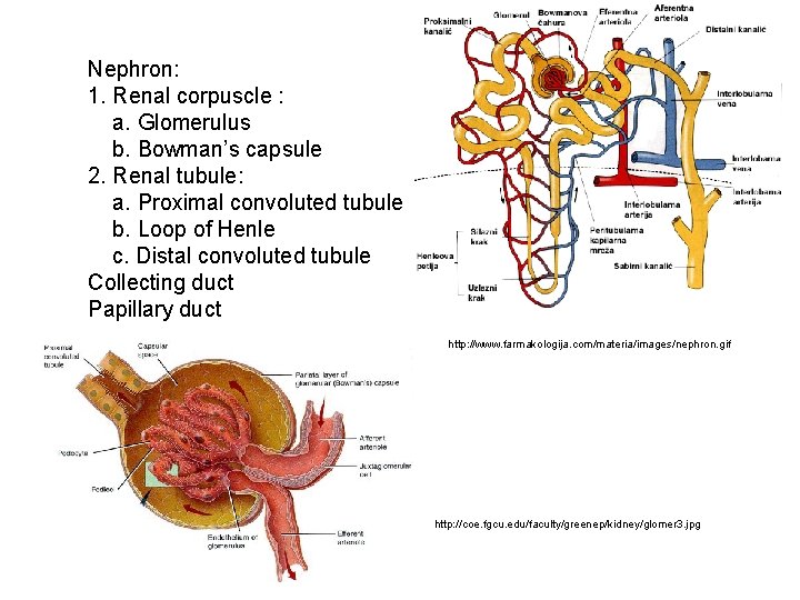 Nephron: 1. Renal corpuscle : a. Glomerulus b. Bowman’s capsule 2. Renal tubule: a.