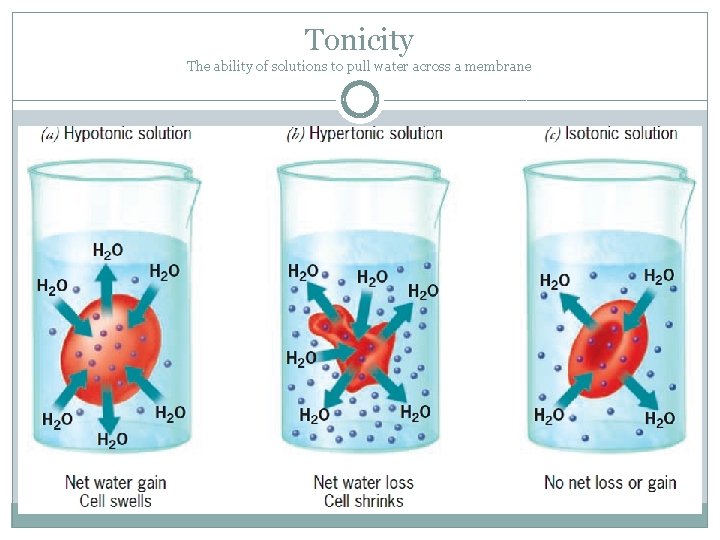 Tonicity The ability of solutions to pull water across a membrane 