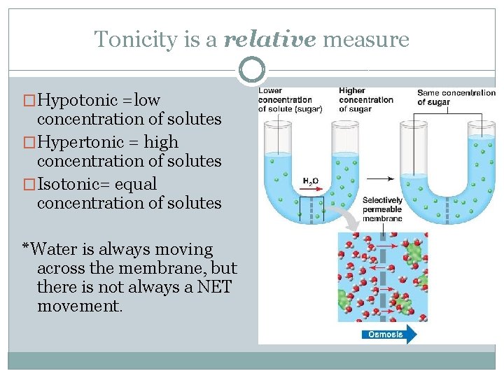 Tonicity is a relative measure �Hypotonic =low concentration of solutes �Hypertonic = high concentration