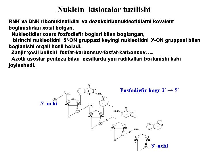 Nuklein kislotalar tuzilishi RNK va DNK ribonukleotidlar va dezoksiribonukleotidlarni kovalent boglinishdan xosil bolgan. Nukleotidlar