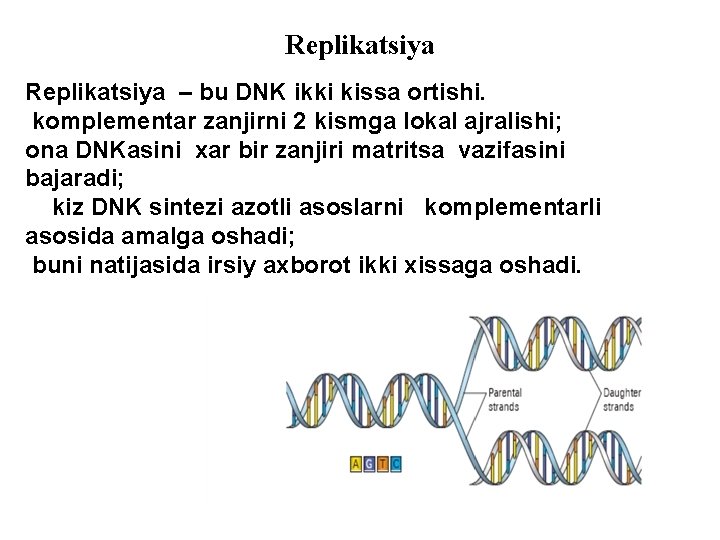 Replikatsiya – bu DNK ikki kissa ortishi. komplementar zanjirni 2 kismga lokal ajralishi; ona