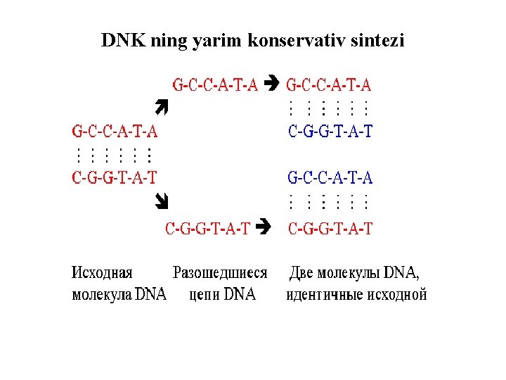 DNK ning yarim konservativ sintezi 