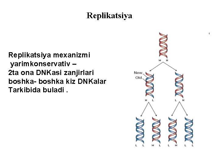Replikatsiya mexanizmi yarimkonservativ – 2 ta ona DNKasi zanjirlari boshka- boshka kiz DNKalar Tarkibida