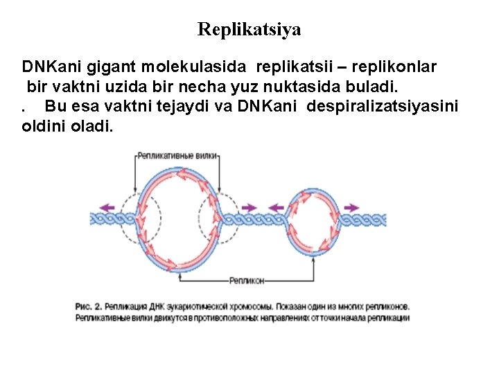Replikatsiya DNKani gigant molekulasida replikatsii – replikonlar bir vaktni uzida bir necha yuz nuktasida