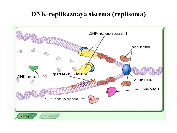 DNK-replikaznaya sistema (replisoma) 