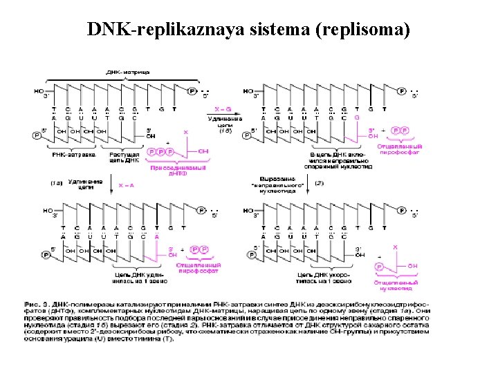 DNK-replikaznaya sistema (replisoma) 