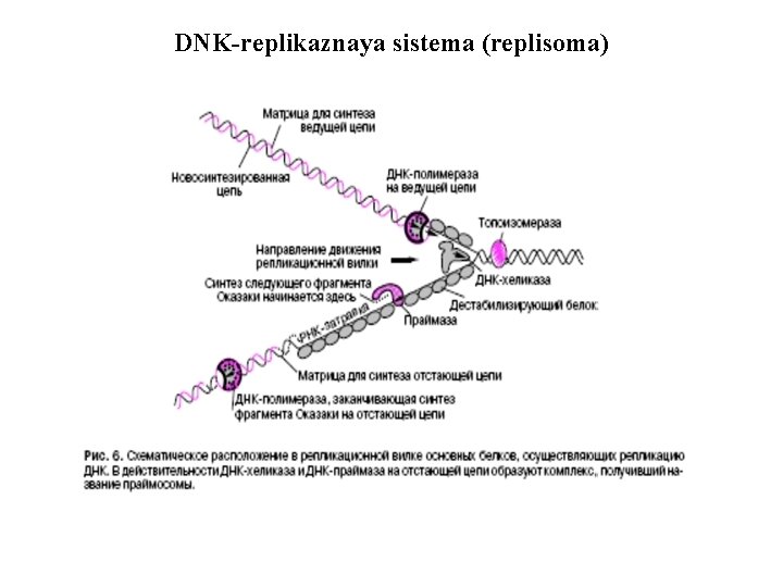 DNK-replikaznaya sistema (replisoma) 