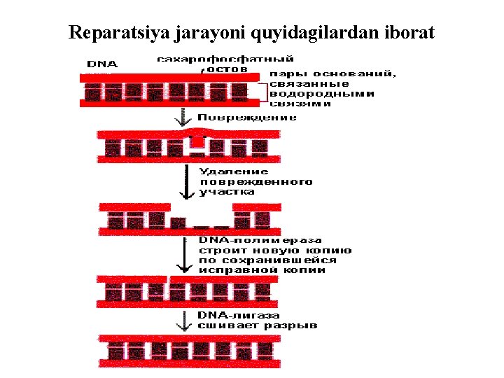 Reparatsiya jarayoni quyidagilardan iborat 