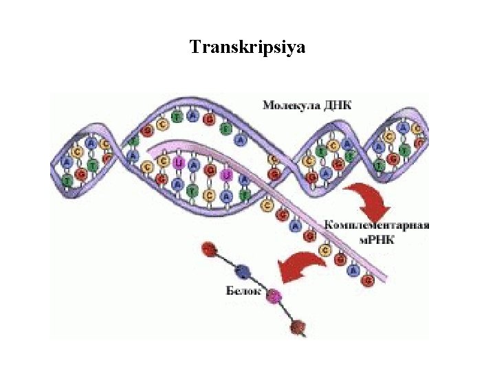 Transkripsiya 