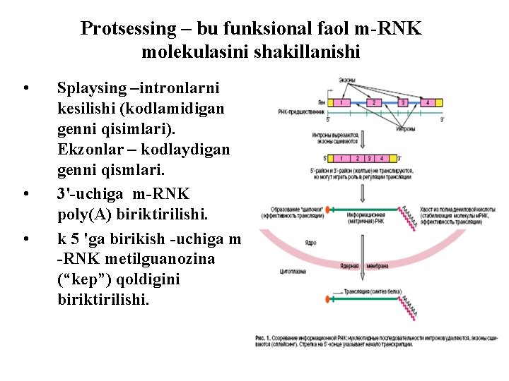 Protsessing – bu funksional faol m-RNK molekulasini shakillanishi • • • Splaysing –intronlarni kesilishi