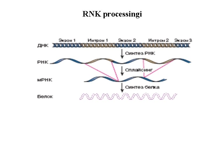 RNK processingi 