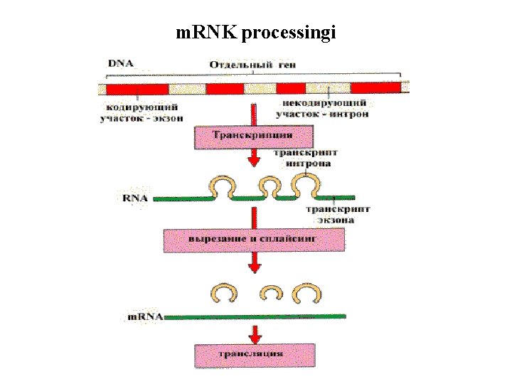 m. RNK processingi 