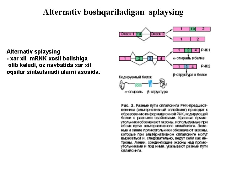 Alternativ boshqariladigan splaysing Alternativ splaysing - xar xil m. RNK xosil bolishiga olib keladi,
