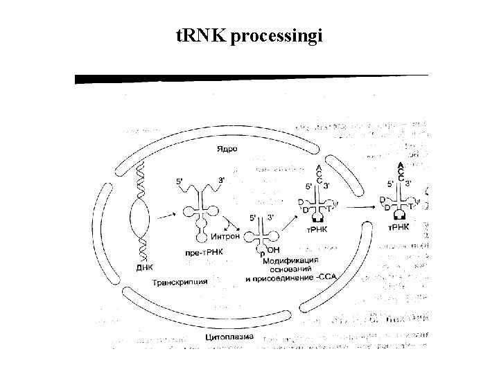 t. RNK processingi 