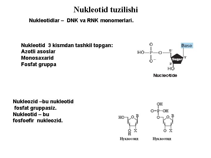 Nukleotid tuzilishi Nukleotidlar – DNK va RNK monomerlari. Nukleotid 3 kismdan tashkil topgan: Azotli